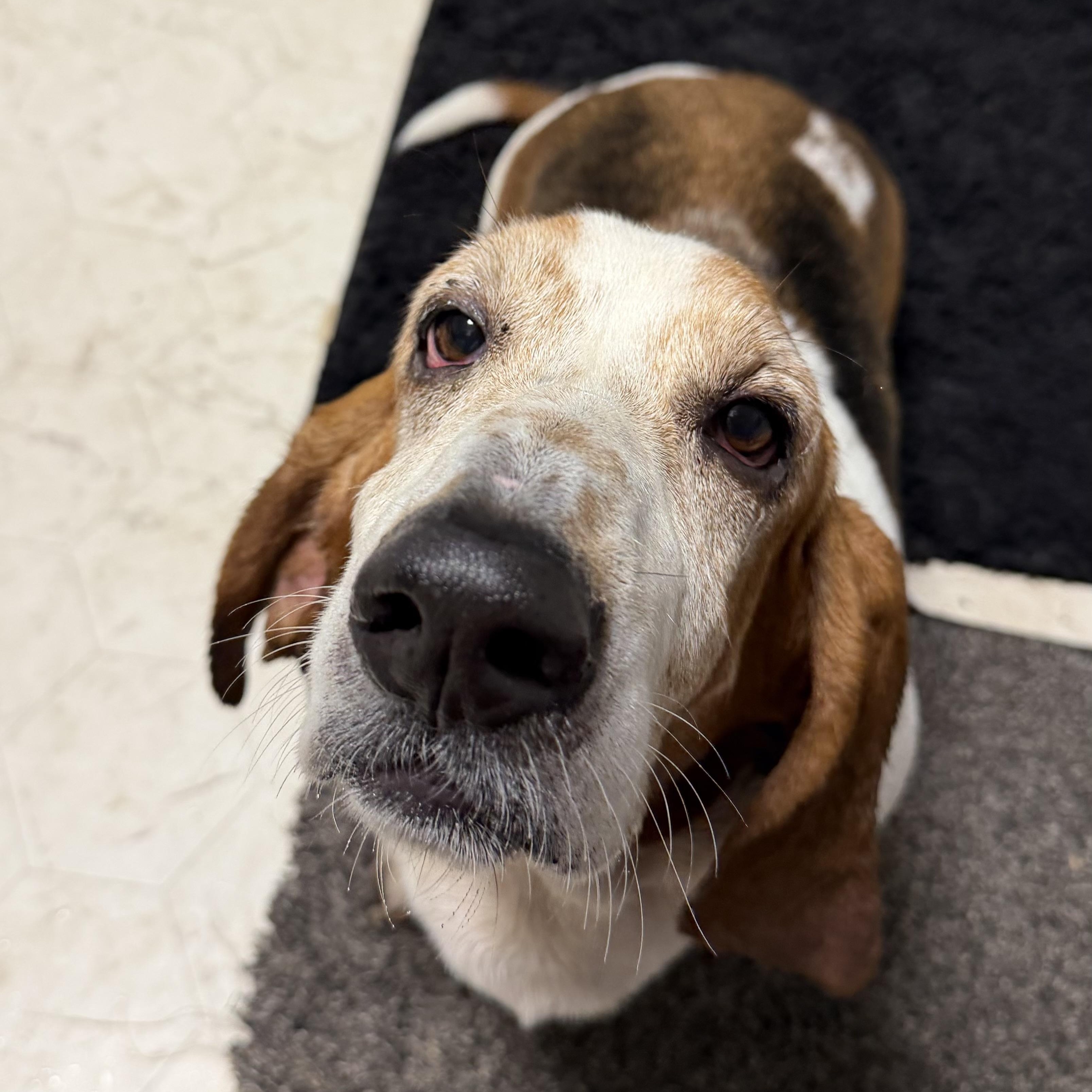 Enlarge Duke & Daisy, a ADOPTABLE Basset Hound in Olathe, KS image 4/6