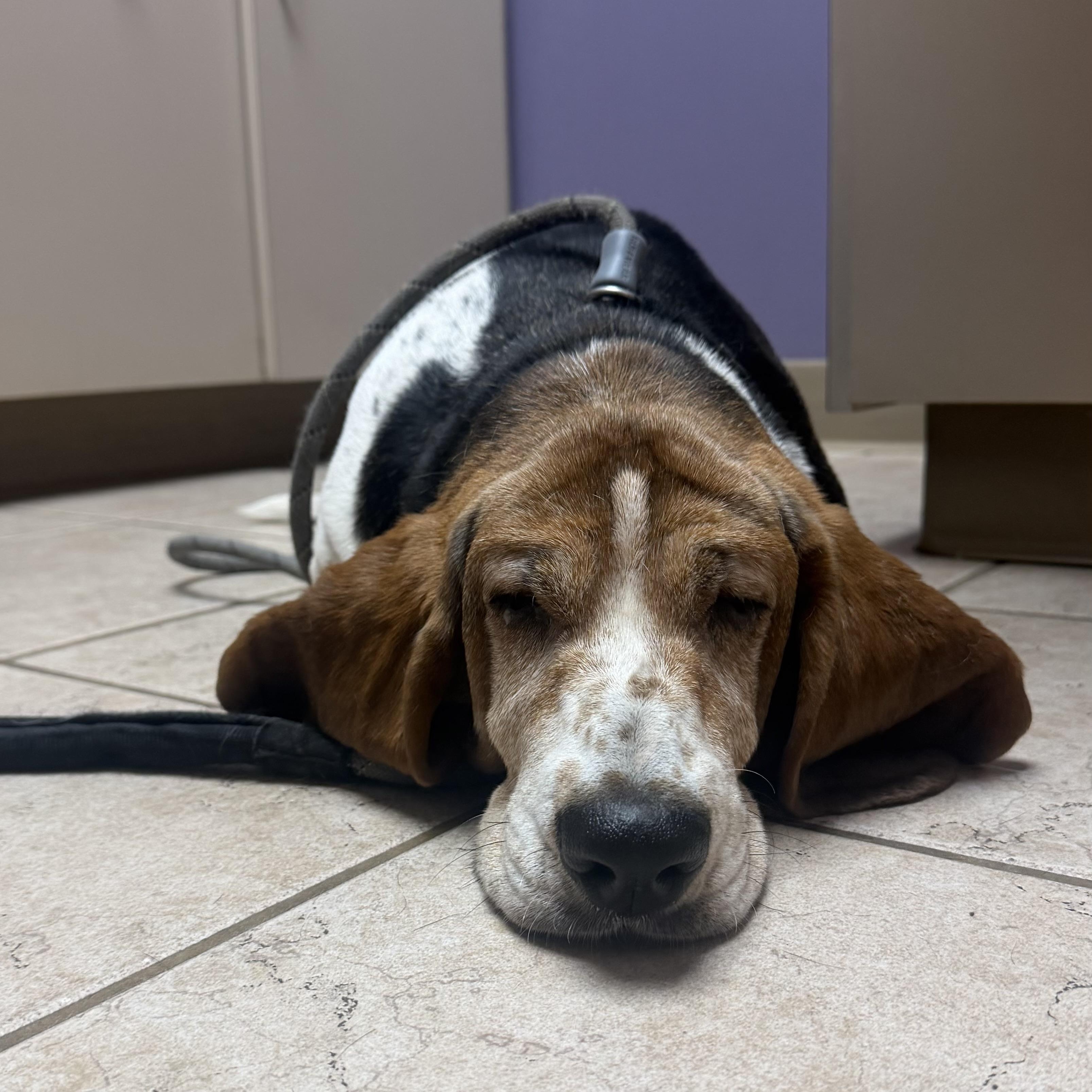 Enlarge Duke & Daisy, a ADOPTABLE Basset Hound in Olathe, KS image 5/6