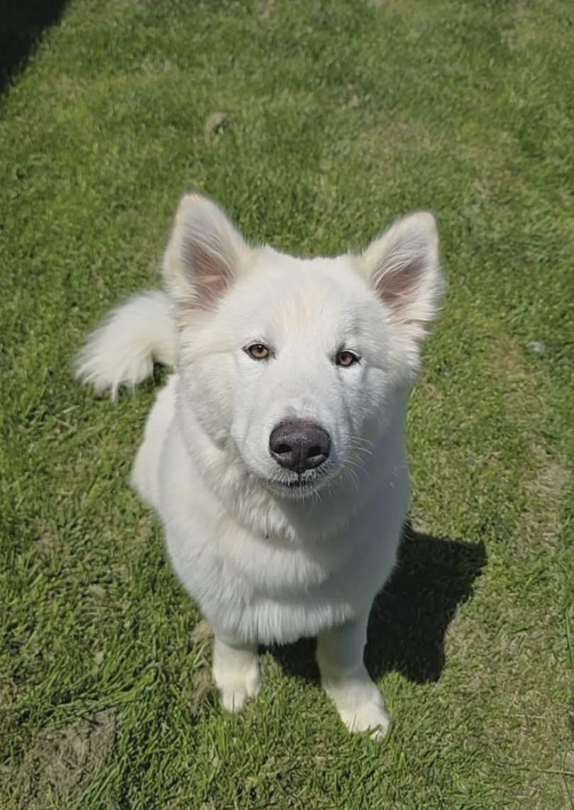 Yukon, ADOPTABLE, Young Male Samoyed & Husky.