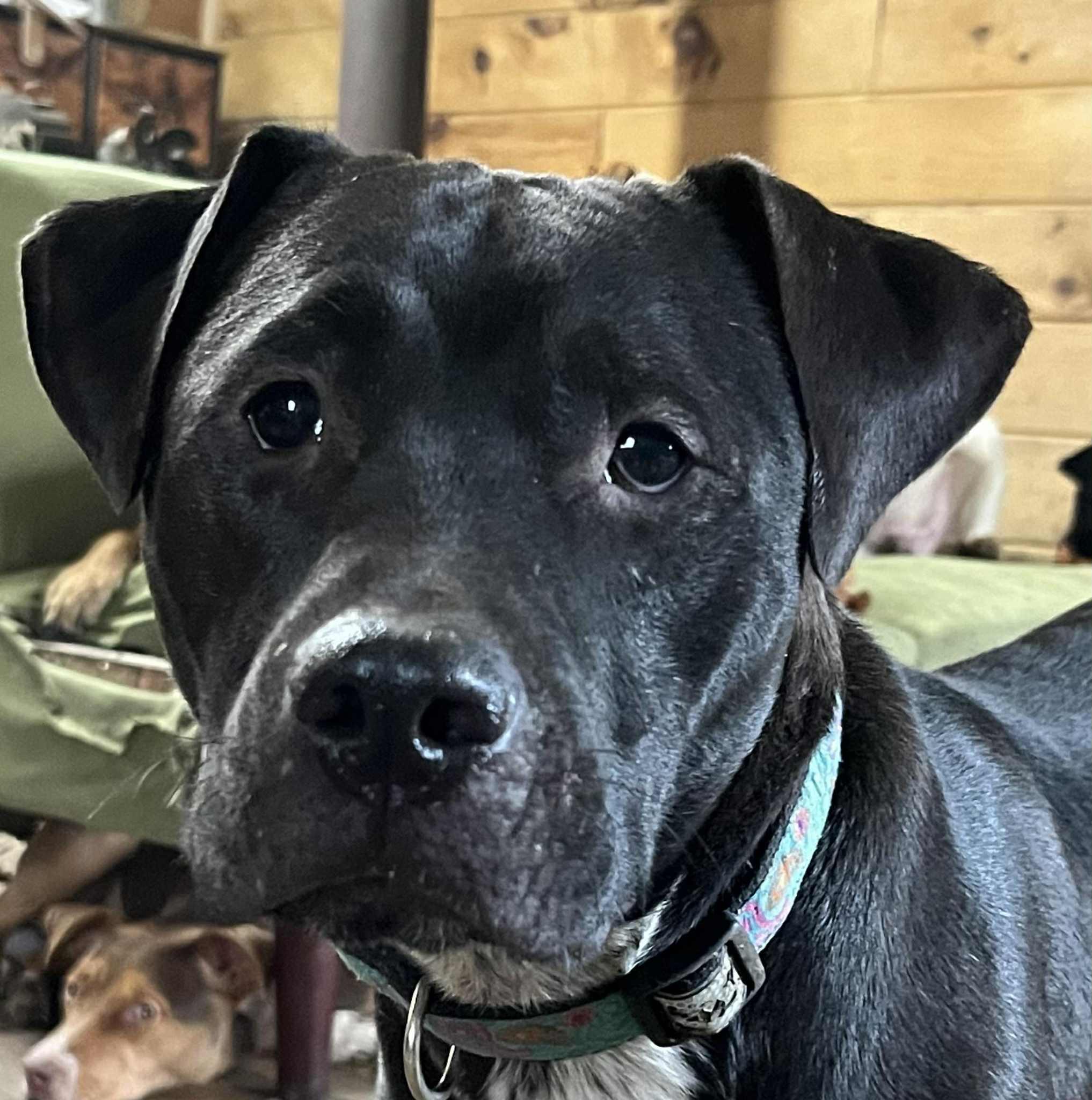 Wallace (Reduced Fee Until 12/15)