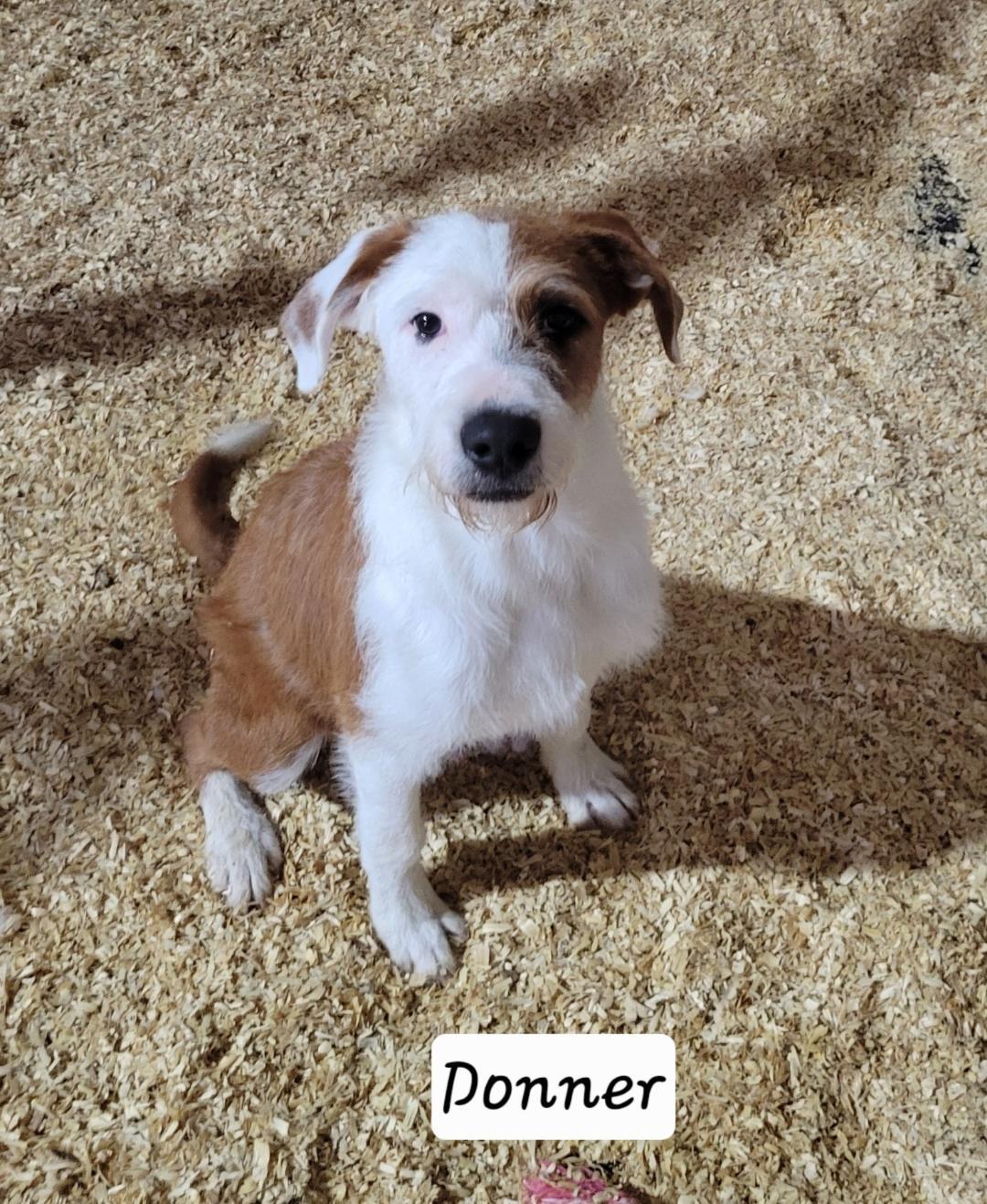 Enlarge Donner, a ADOPTABLE mixed breed in Granbury, TX image 1/1