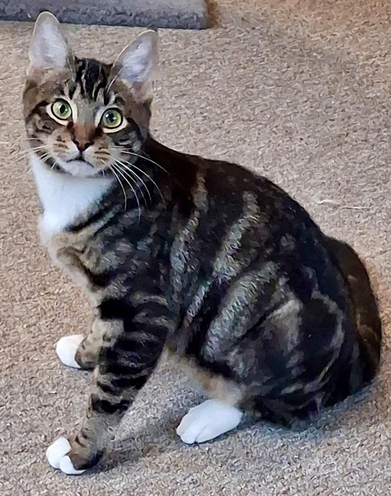 Enlarge Buddy, a ADOPTABLE Tabby in Bow, WA image 1/6