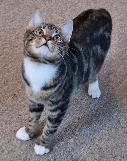 Enlarge Buddy, a ADOPTABLE Tabby in Bow, WA image 2/6