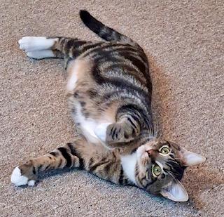 Enlarge Buddy, a ADOPTABLE Tabby in Bow, WA image 6/6