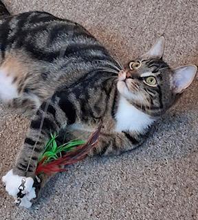 Enlarge Buddy, a ADOPTABLE Tabby in Bow, WA image 3/6