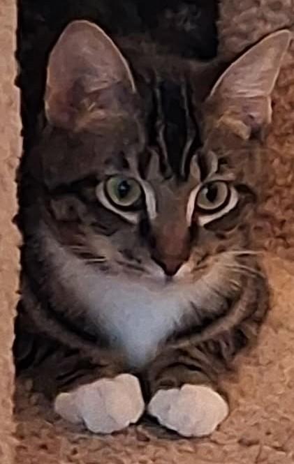 Buddy, ADOPTABLE, Kitten Male Tabby.