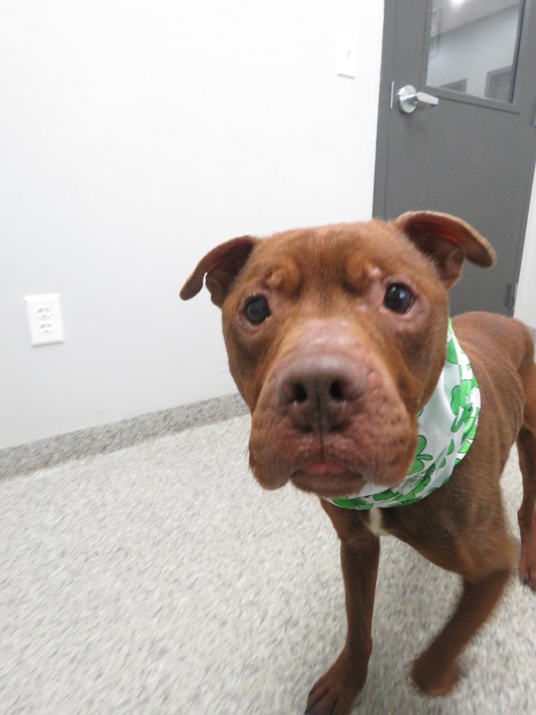 Sir Phillip Crane, a Adoptable Terrier in Van Wert, OH image 1/4