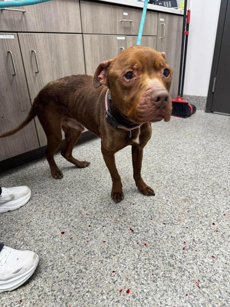 Sir Phillip Crane, a Adoptable Terrier in Van Wert, OH image 2/4