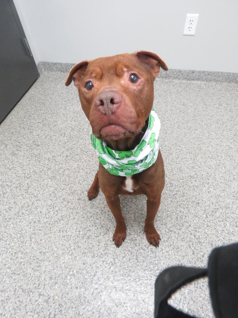 Sir Phillip Crane, a Adoptable Terrier in Van Wert, OH image 3/4