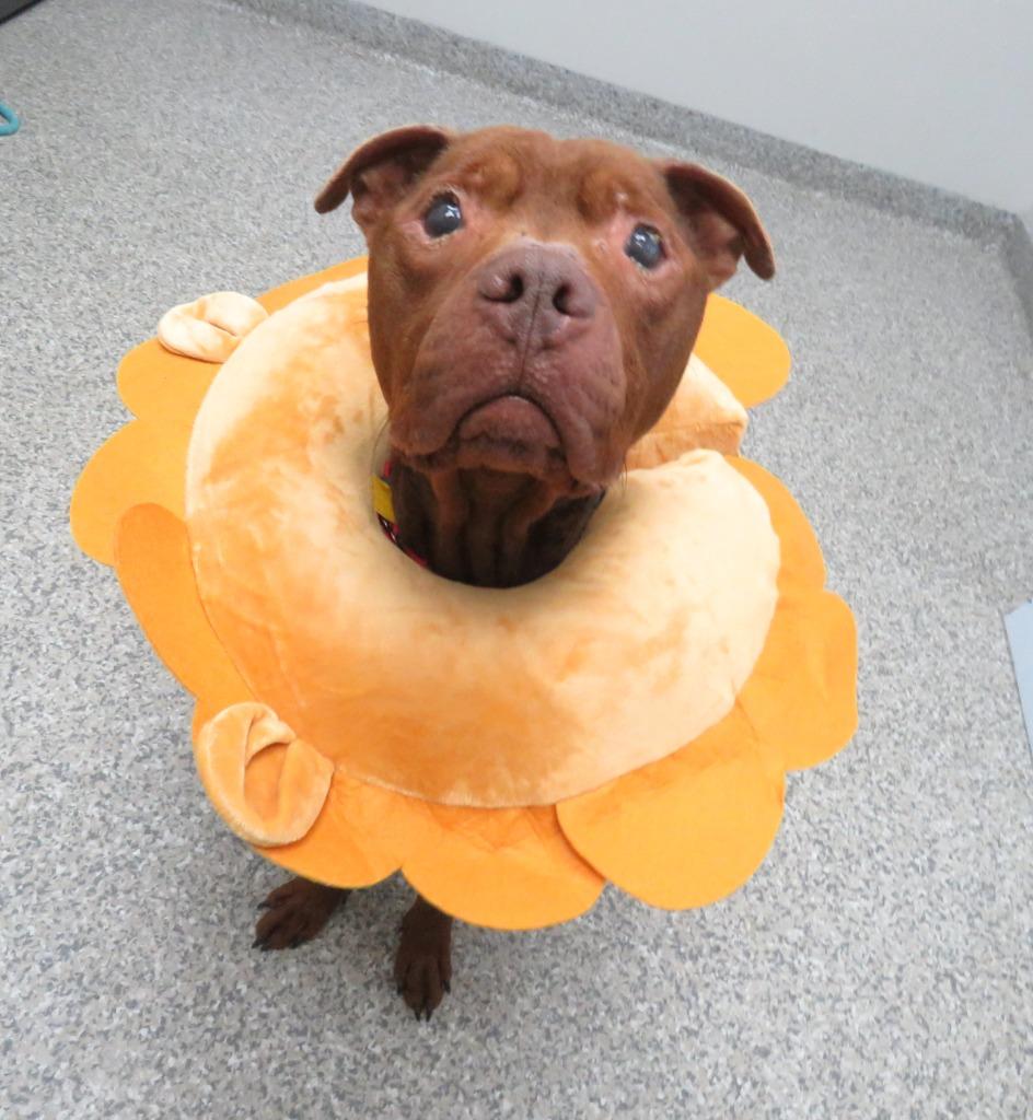 Sir Phillip Crane, a Adoptable Terrier in Van Wert, OH image 4/4