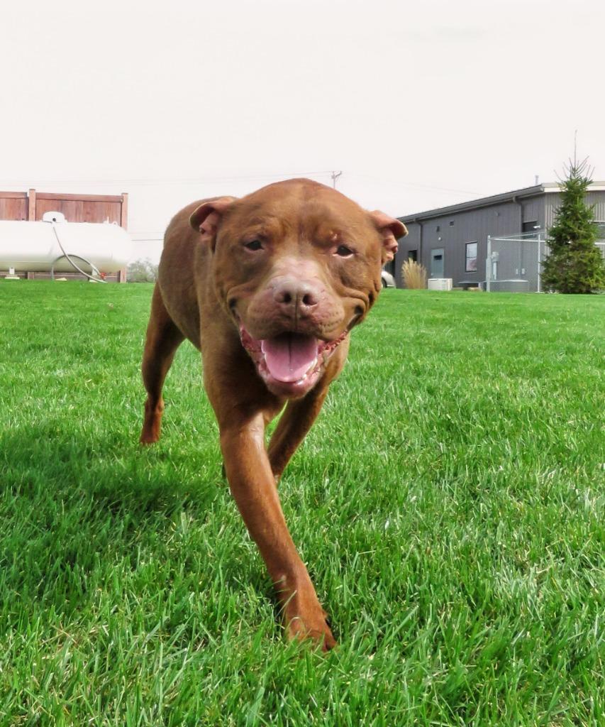 Enlarge Sir Phillip Crane, a Adoptable Terrier in Van Wert, OH image 5/5