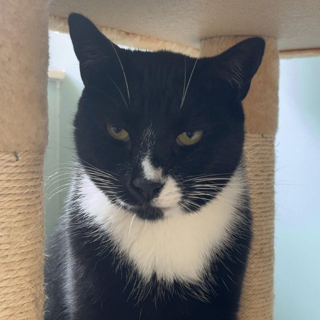 Everest, Adoptable, Young Male Domestic Short Hair.