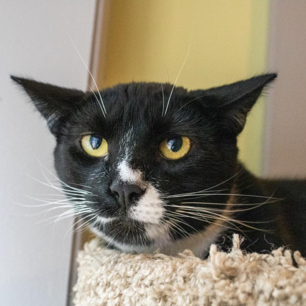 Enlarge Everest, a Adoptable Domestic Short Hair in New Castle, DE image 2/2