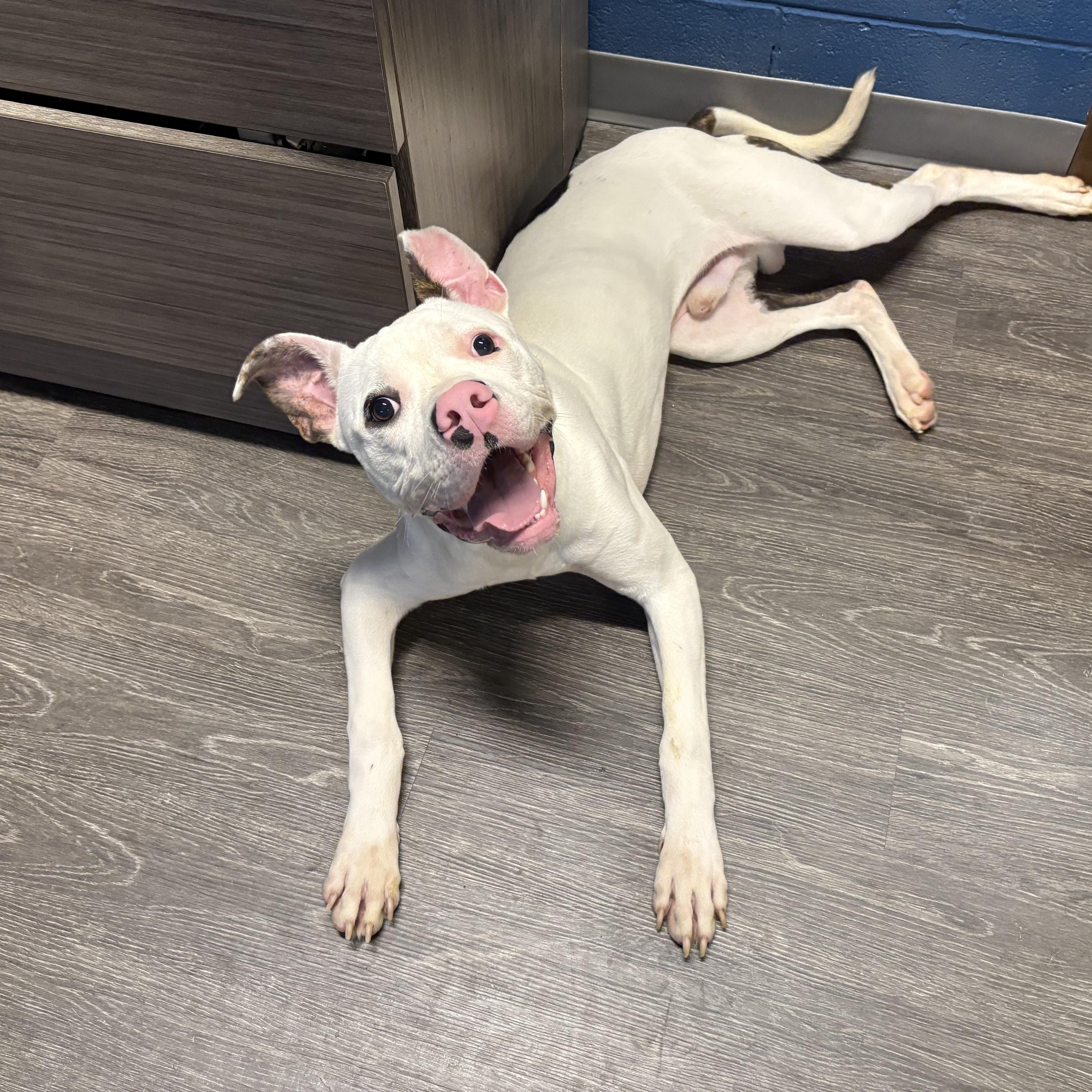 Ziggy, ADOPTABLE, Adult Male Pit Bull Terrier.