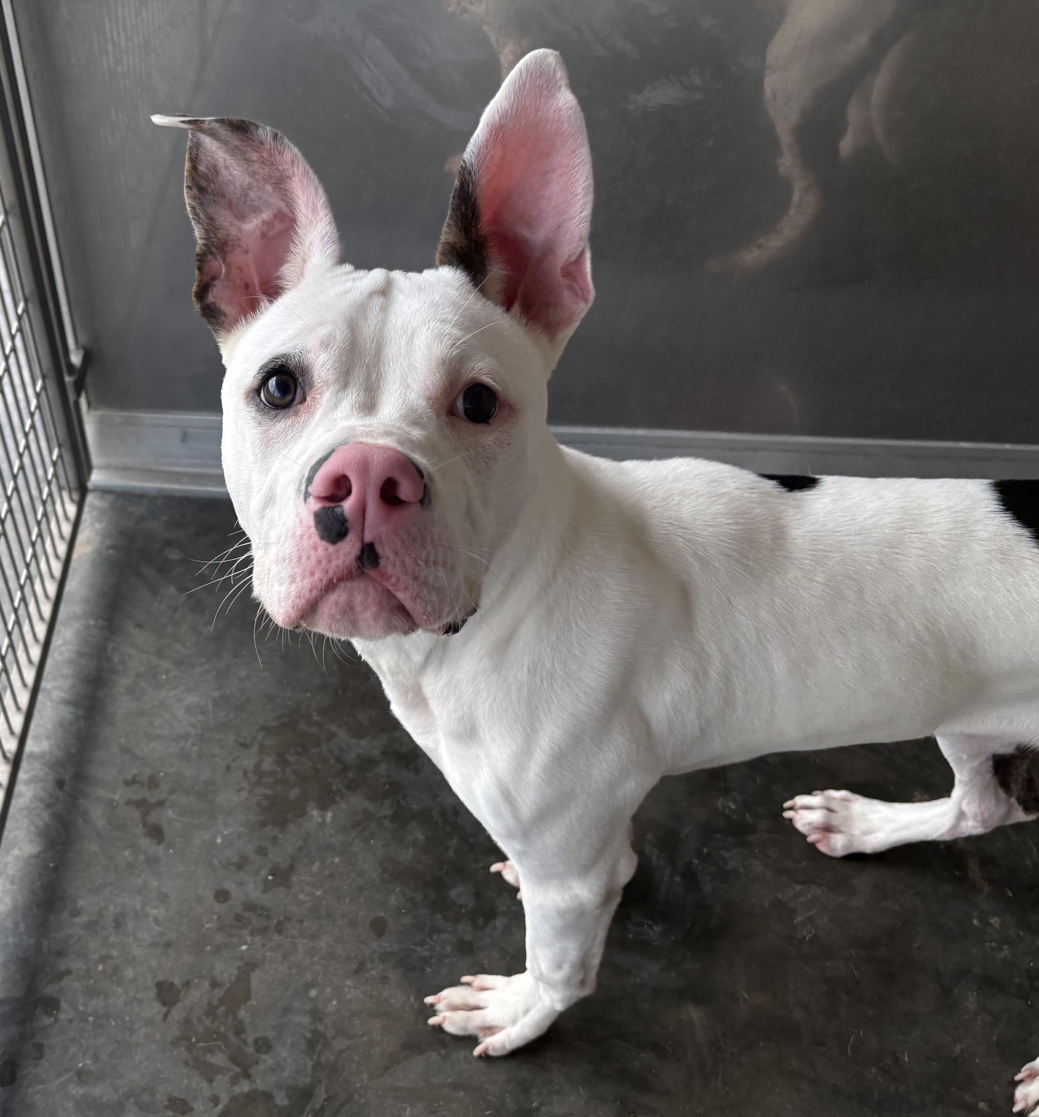 Enlarge Ziggy, a ADOPTABLE mixed breed in Webster, TX image 2/2