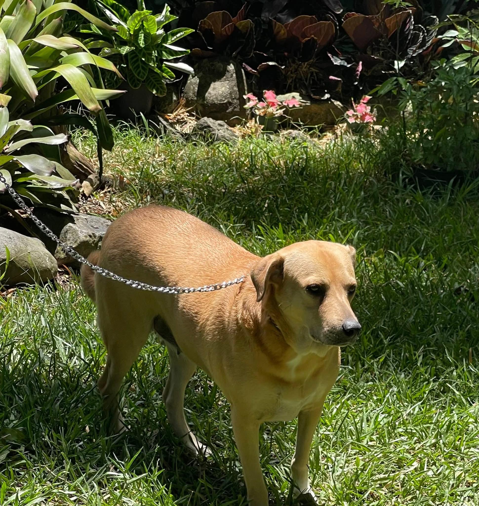 Blondie, a Adoptable mixed breed in Annapolis, MD image 3/6