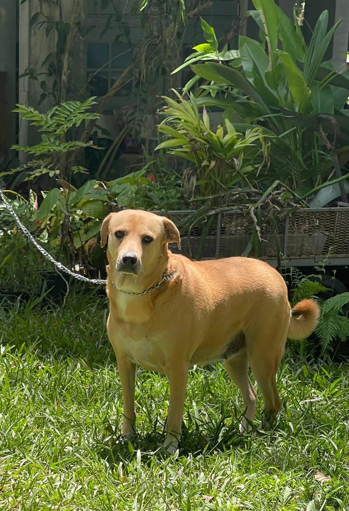 Blondie, a Adoptable mixed breed in Annapolis, MD image 4/6