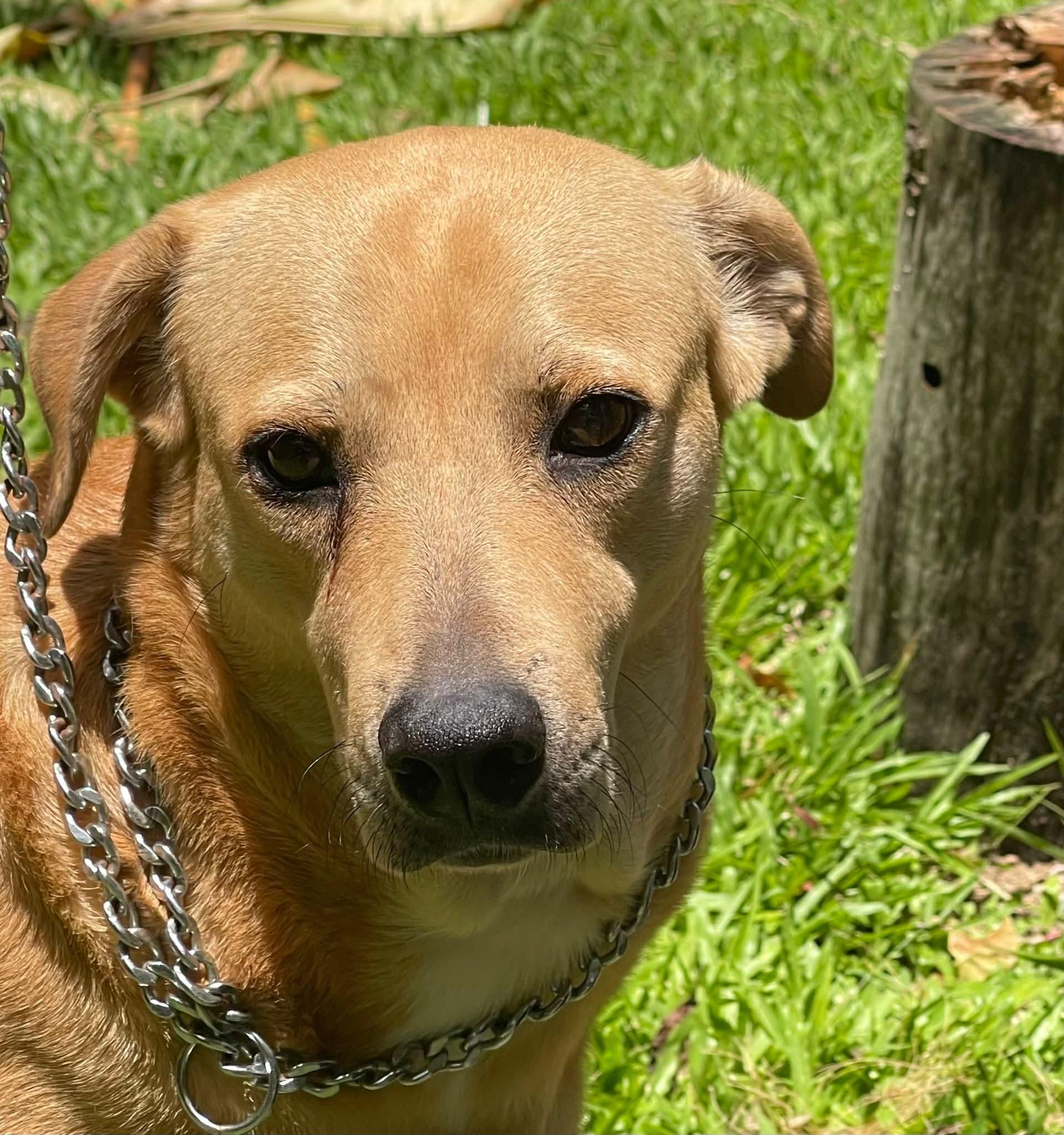 Blondie, Adoptable, Adult Female Golden Retriever.