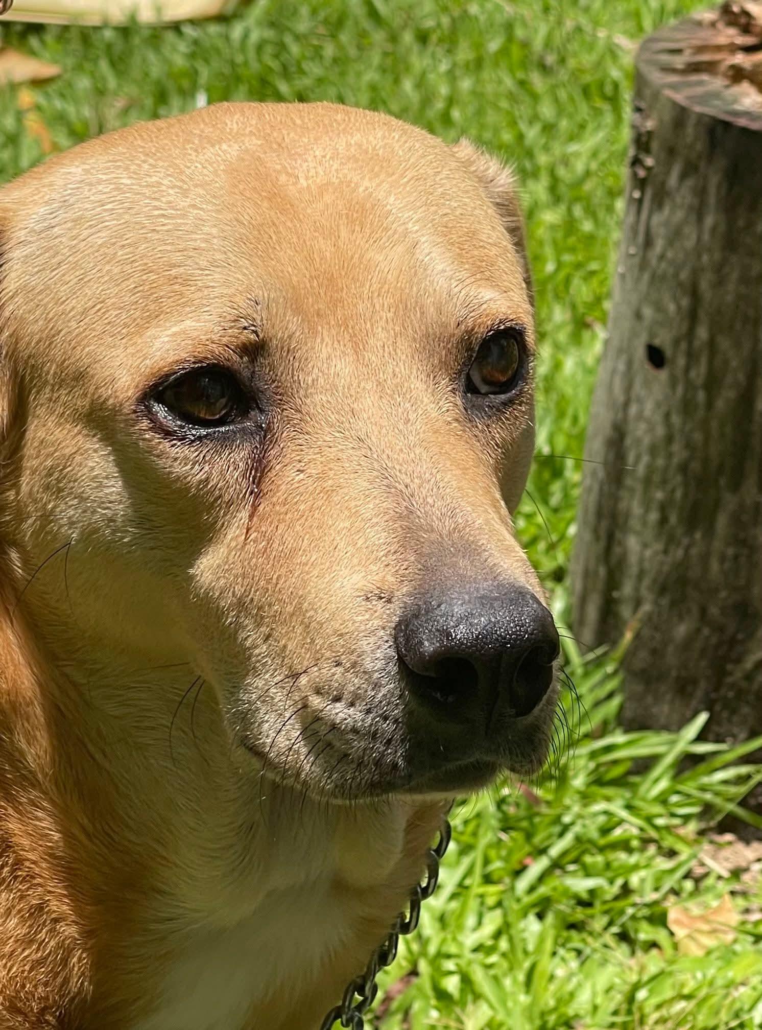 Blondie, a Adoptable mixed breed in Annapolis, MD image 2/6