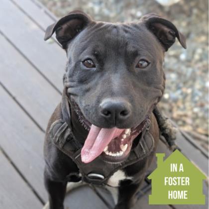 Mayhem, ADOPTABLE, Young Male Pit Bull Terrier.