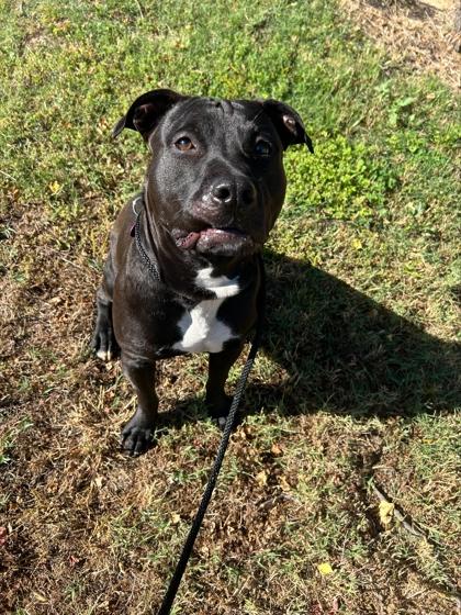 Mayhem, a ADOPTABLE mixed breed in Sacramento, CA image 3/4