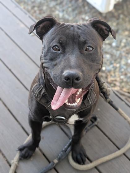 Mayhem, a ADOPTABLE mixed breed in Sacramento, CA image 2/4