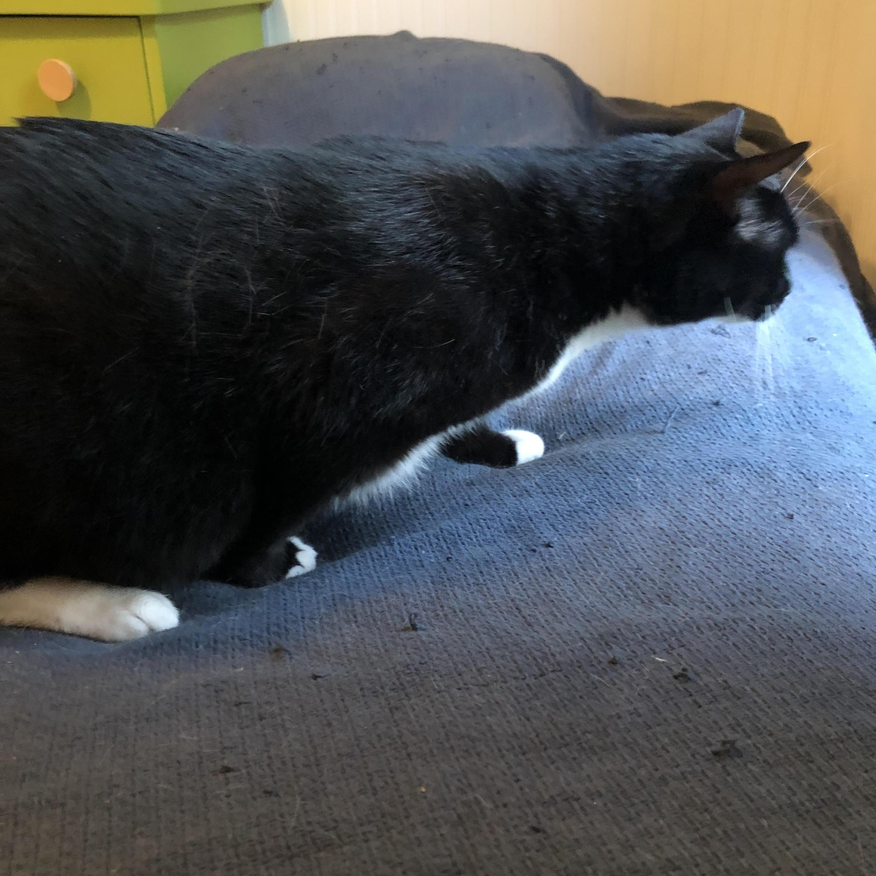 Largely - he's the purry head-butt you really need to get off of your chest!, a Adoptable Domestic Short Hair in South Burlington, VT image 6/6