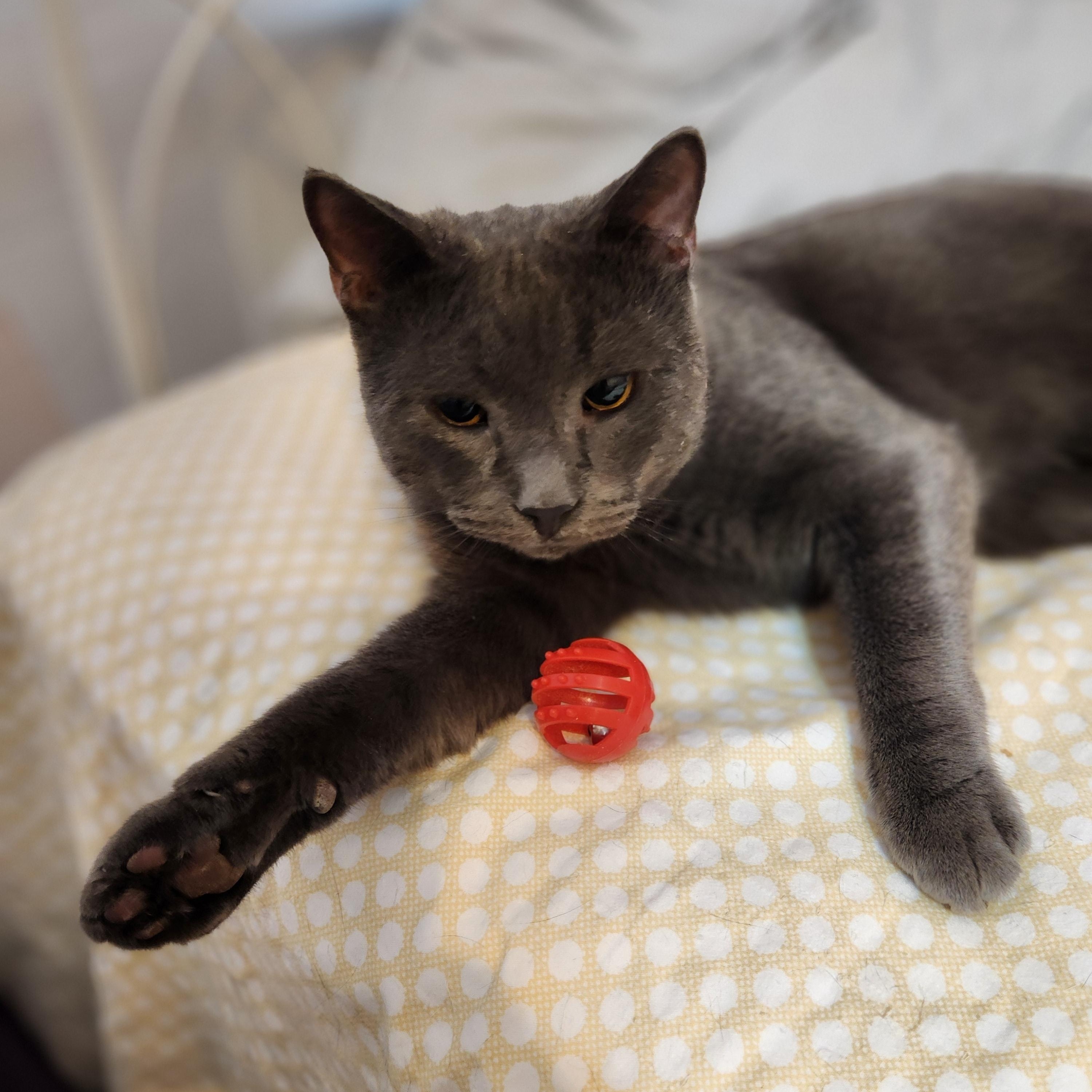 Enlarge Simon, a ADOPTABLE Domestic Short Hair in Sudbury, MA image 1/2