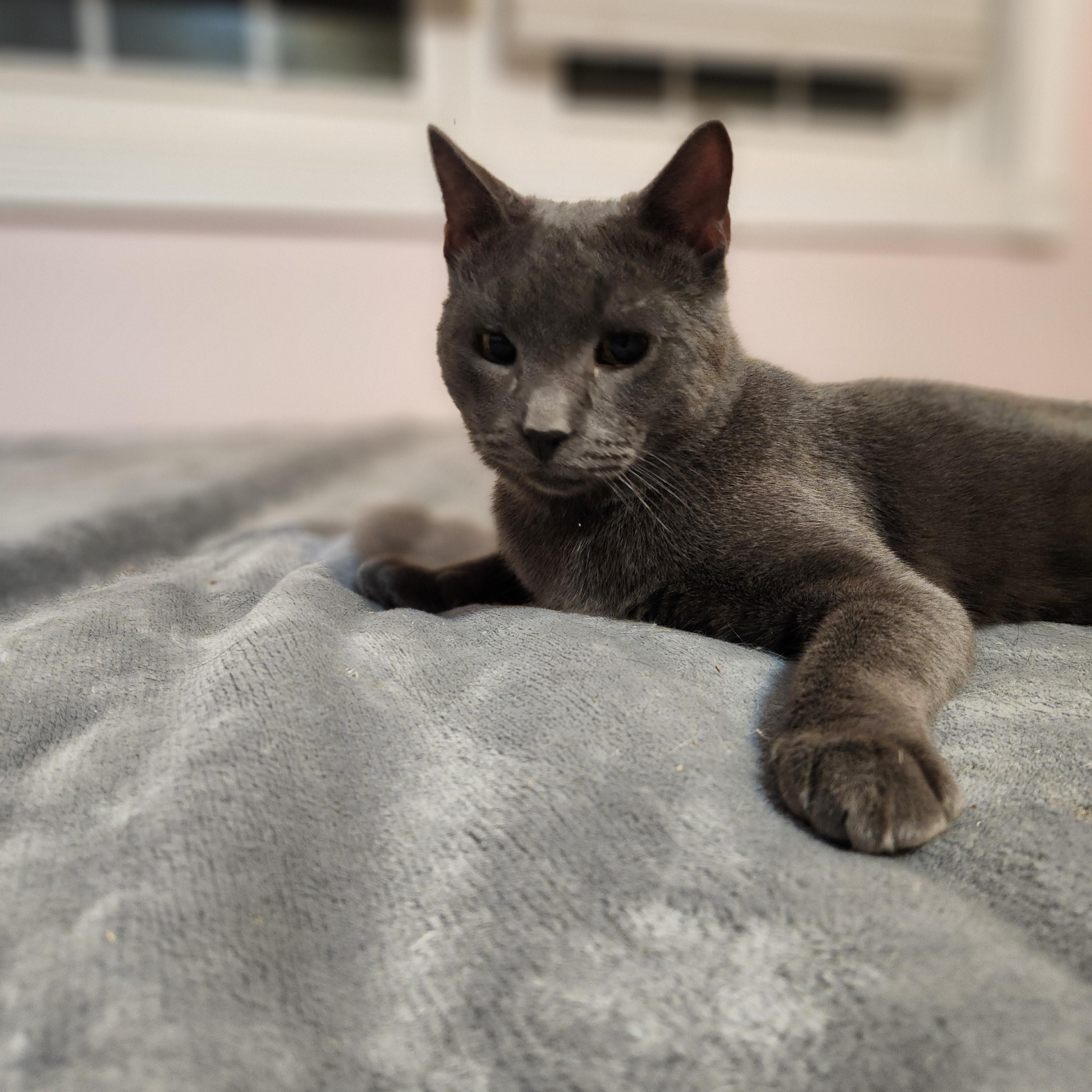 Enlarge Simon, a ADOPTABLE Domestic Short Hair in Sudbury, MA image 2/2