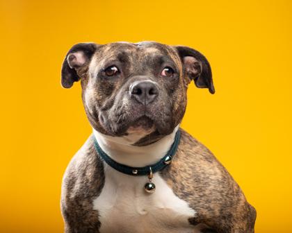 Roxy, Adoptable, Adult Female Boxer & Pit Bull Terrier.