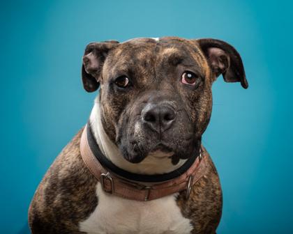 Enlarge Roxy, a Adoptable mixed breed in Santa Paula, CA image 2/3
