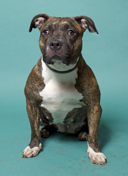 Enlarge Roxy, a Adoptable mixed breed in Santa Paula, CA image 3/3