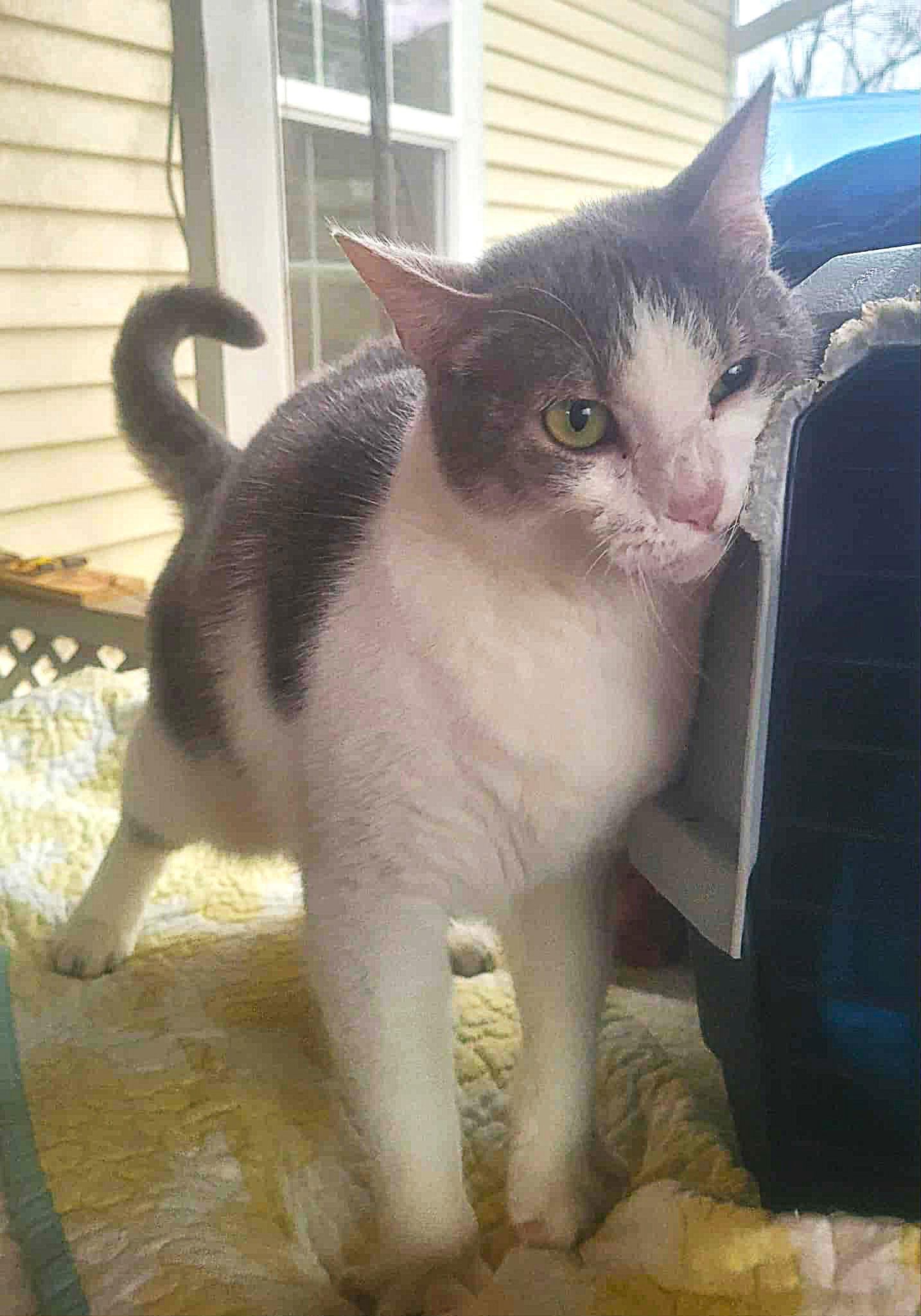 Miss Grey C Kirkland, Adoptable, Young Female Domestic Short Hair.