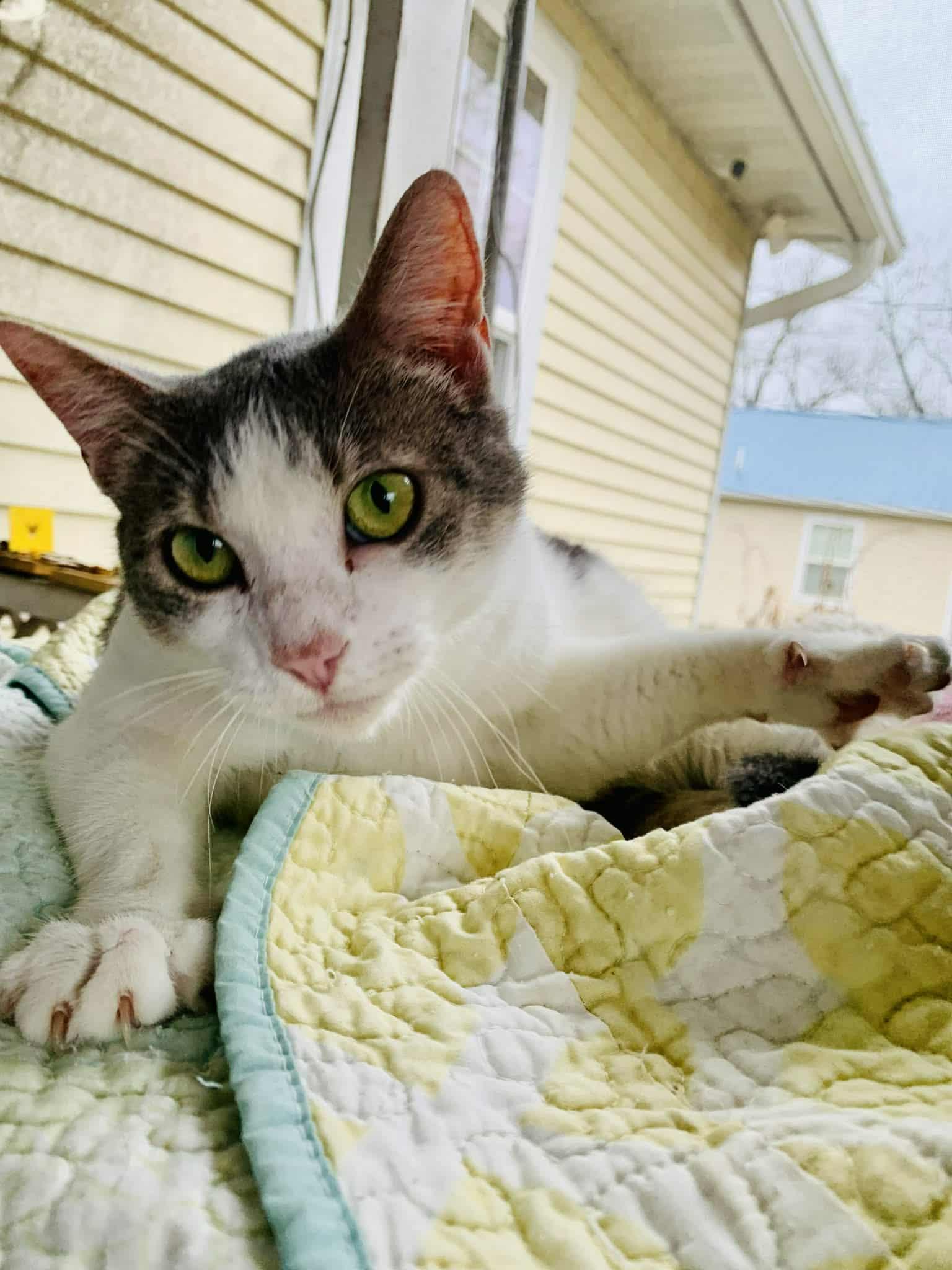 Miss Grey C Kirkland, a Adoptable Domestic Short Hair in Saunderstown, RI image 2/3