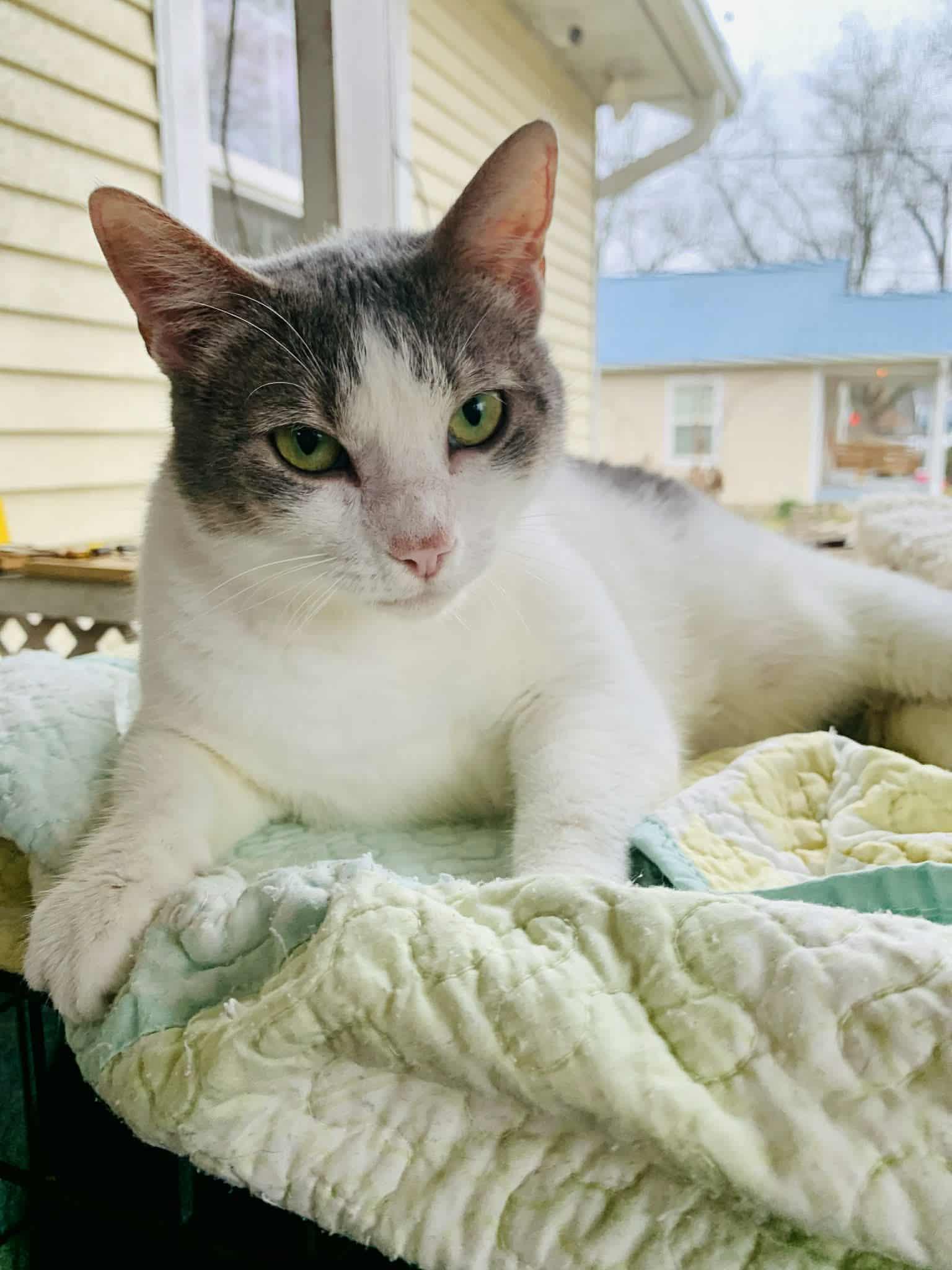 Miss Grey C Kirkland, a Adoptable Domestic Short Hair in Saunderstown, RI image 3/3