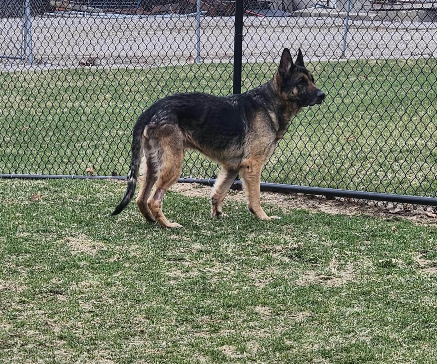 Enlarge Weston, a Adoptable German Shepherd Dog in Coralville, IA image 1/2