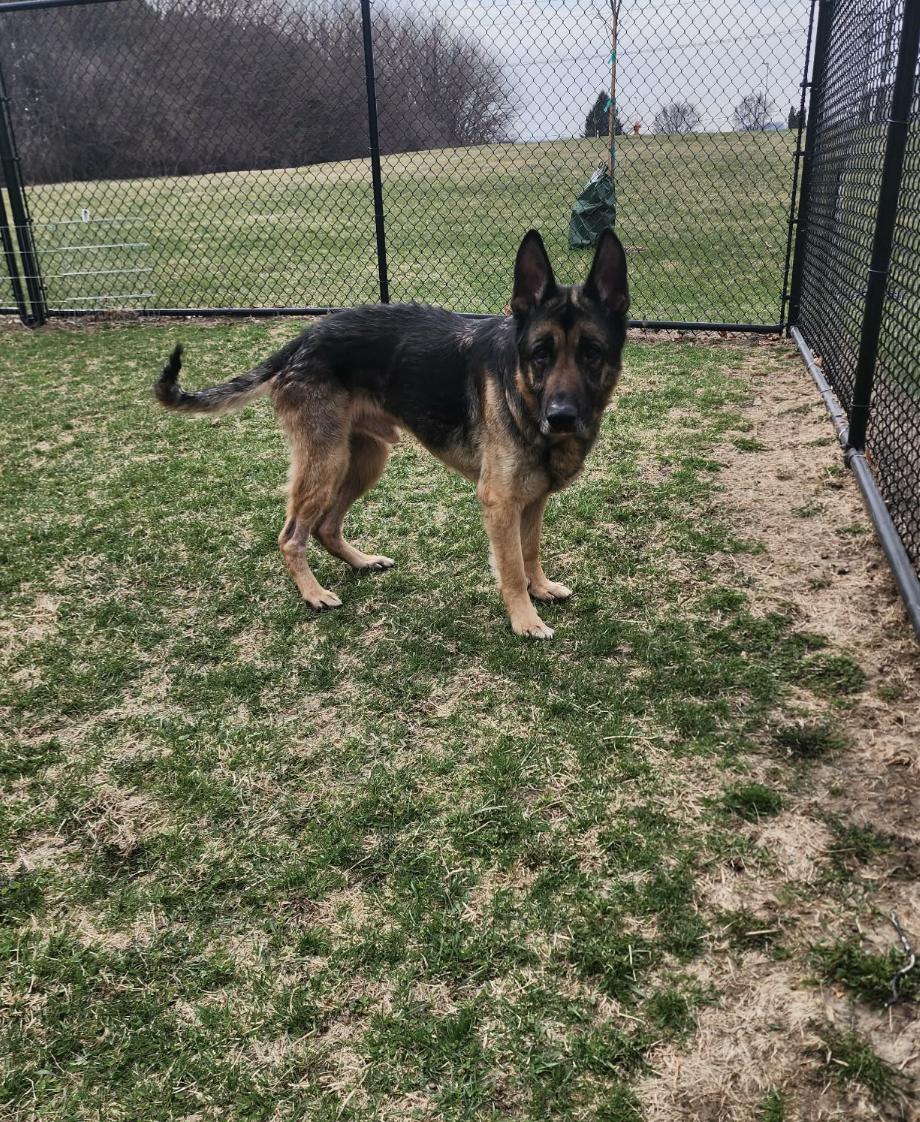 Weston, Adoptable, Senior Male German Shepherd Dog.