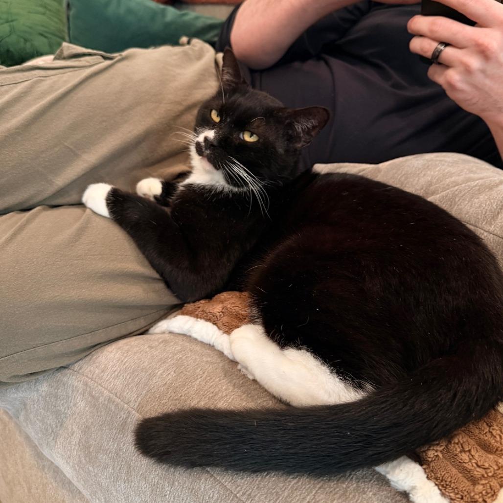 Steve, Adoptable, Adult Male Domestic Short Hair.