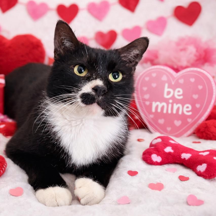 Steve, a Adoptable Domestic Short Hair in Flower Mound, TX image 2/6