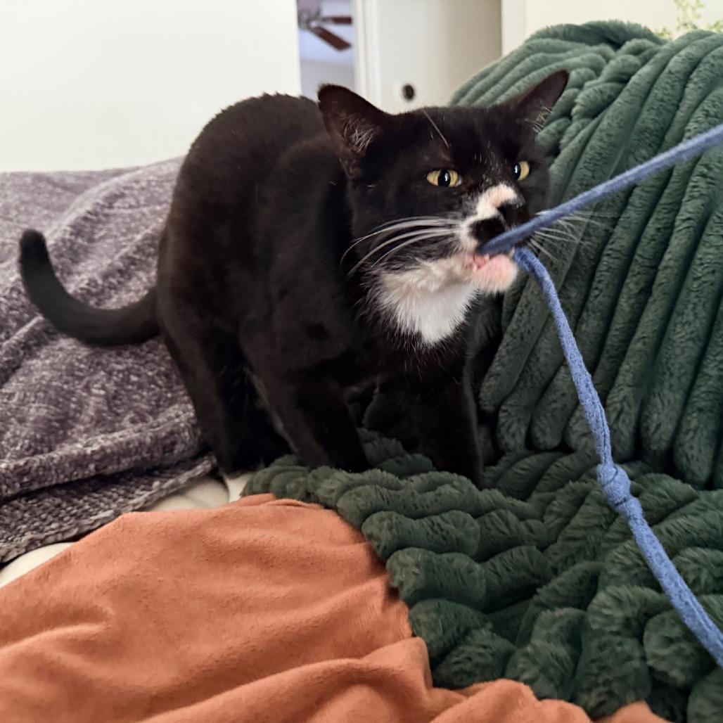 Steve, a Adoptable Domestic Short Hair in Flower Mound, TX image 3/6