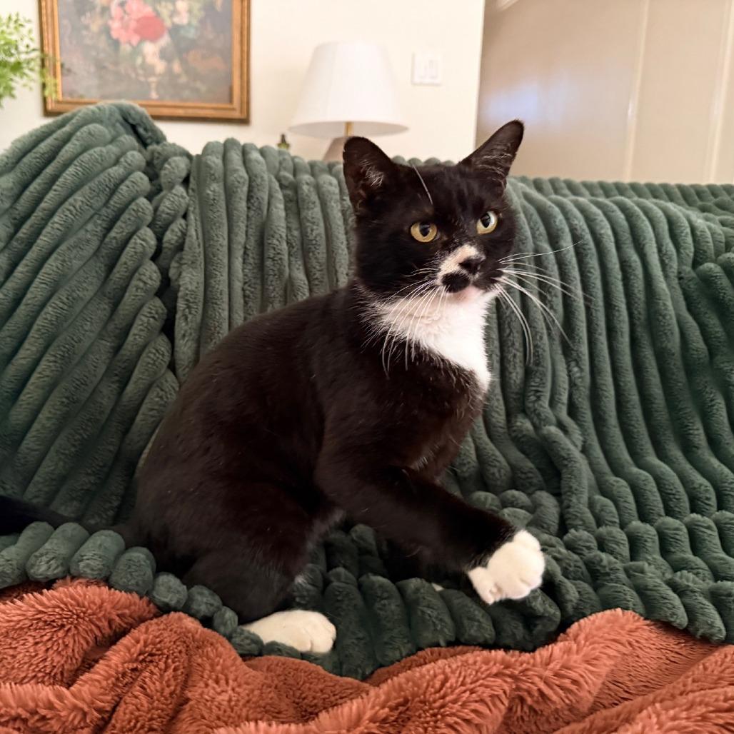 Steve, a Adoptable Domestic Short Hair in Flower Mound, TX image 4/6