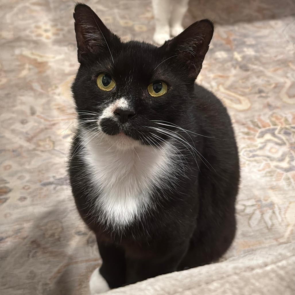 Steve, a Adoptable Domestic Short Hair in Flower Mound, TX image 5/6