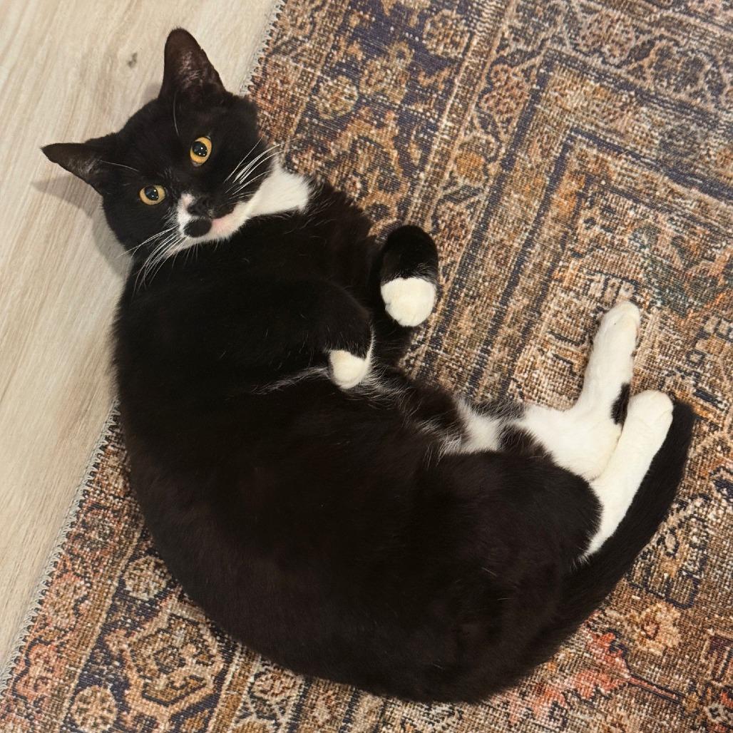 Steve, a Adoptable Domestic Short Hair in Flower Mound, TX image 6/6