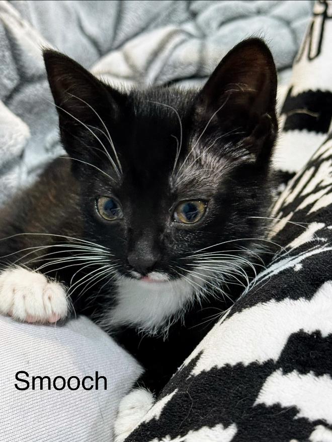 Smooch, Adoptable, Kitten Female Domestic Short Hair.