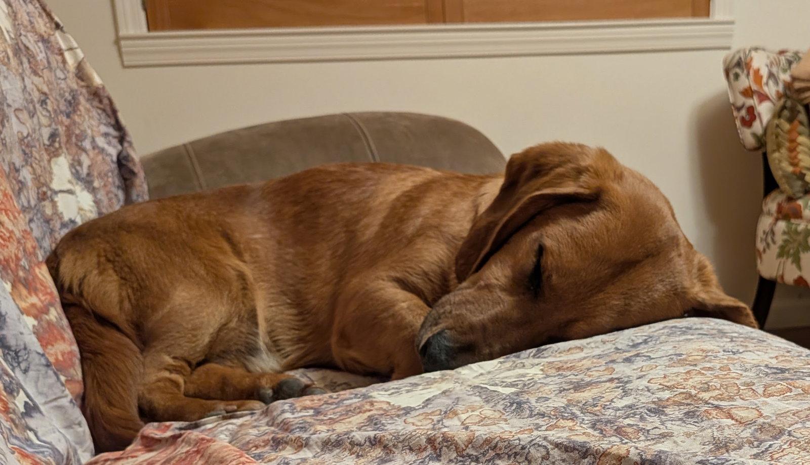 Fritz (Diamond Springs), Adopted, Young Male Basset Hound & Labrador Retriever.
