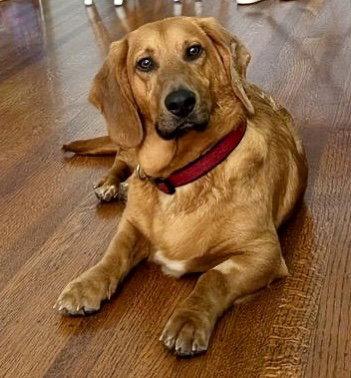Enlarge Fritz (Diamond Springs), a Adopted mixed breed in Petaluma, CA image 3/3