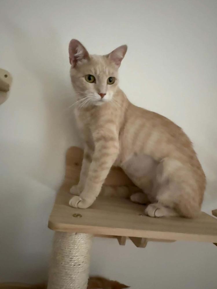 Firewall, a Adoptable mixed breed in tucson, AZ image 1/6