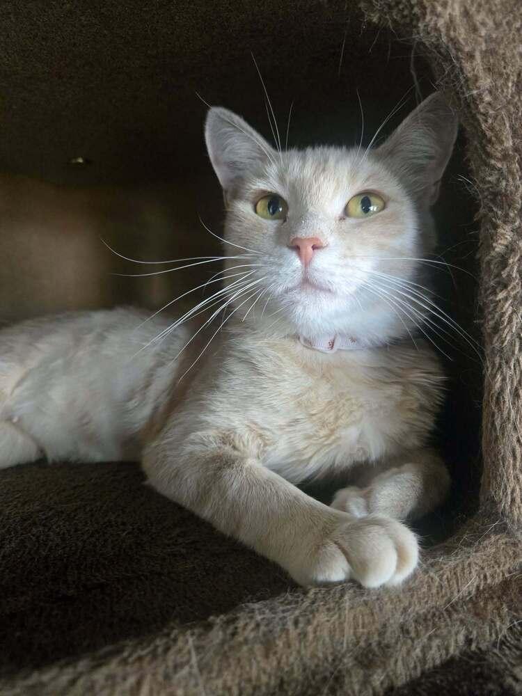 Firewall, a Adoptable mixed breed in tucson, AZ image 5/6