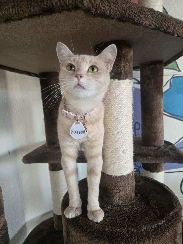 Firewall, a Adoptable mixed breed in tucson, AZ image 6/6
