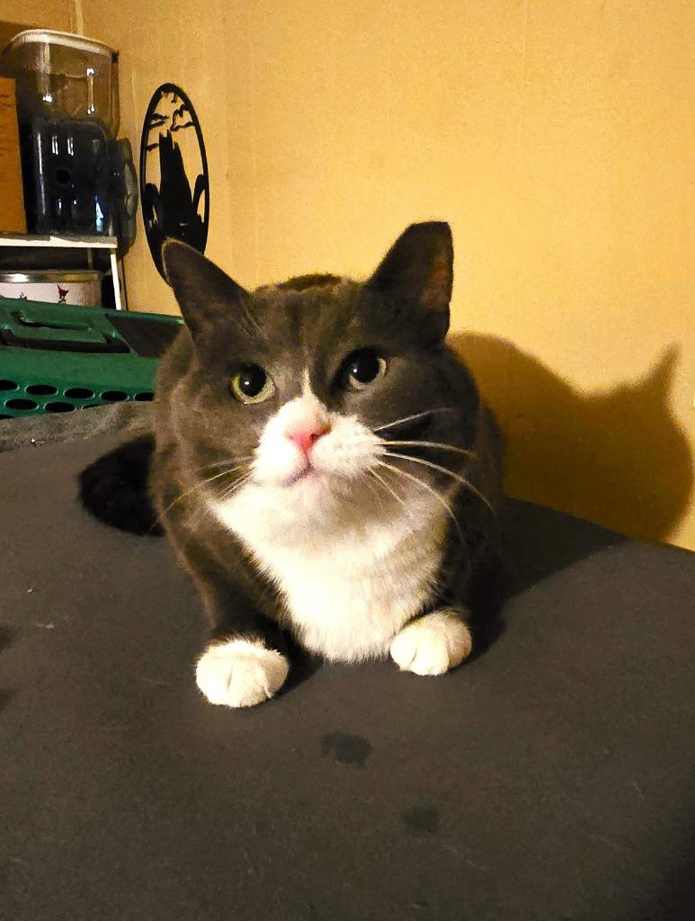 Snooki, a Adoptable mixed breed in Pawtucket, RI image 2/5